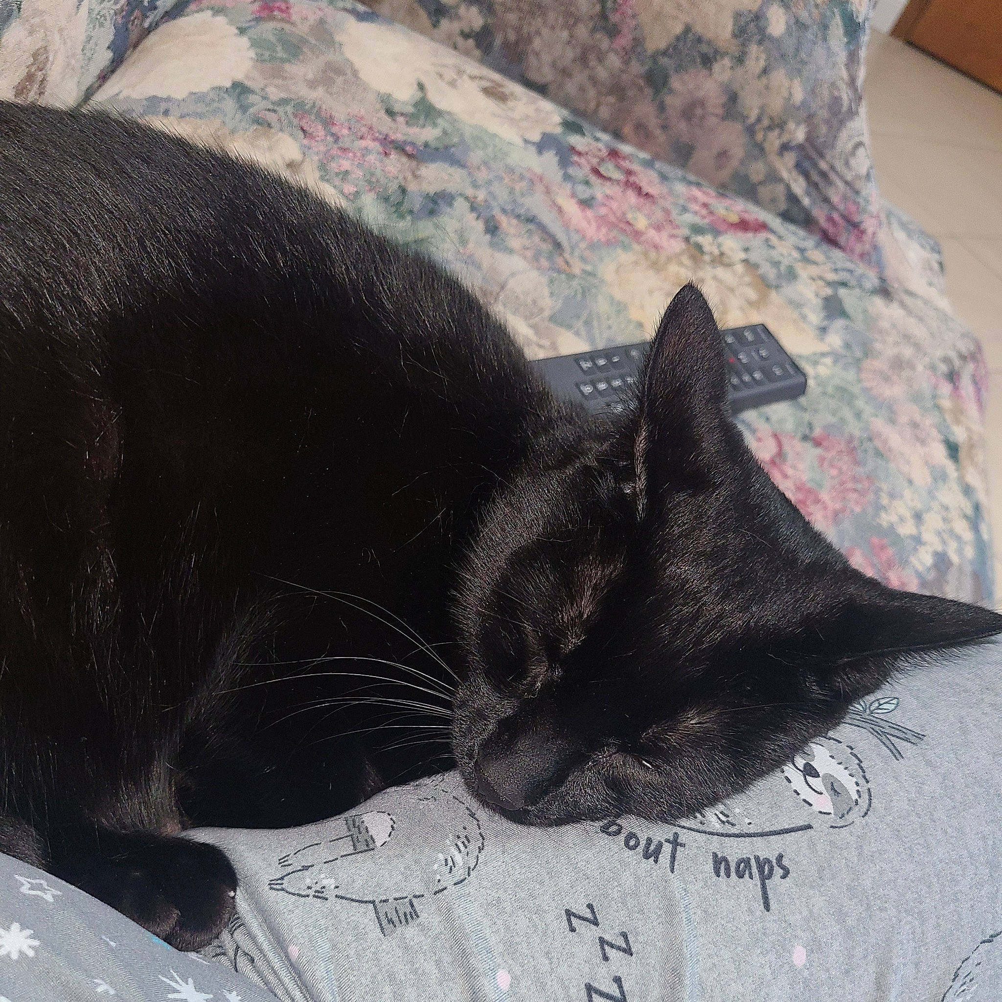 Judah is registered to the contest to win money with this photo: black_cat, bombay, carnivore, cat, claw, comfort, domestic_short_haired_cat, felidae, fur, grey, linens, nap, pattern, paw, sleep, small_to_medium_sized_cats, snout, tail, terrestrial_animal, whiskers