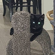 Judah joined the competition — help win amazing prizes! animal, black_cat, carpet, cat, cozy, cute, dark_fur, ears, feline, furniture, glowing_eyes, home, indoor, paw, pet, playful, relaxing, resting, scratching_post, wicker_basket