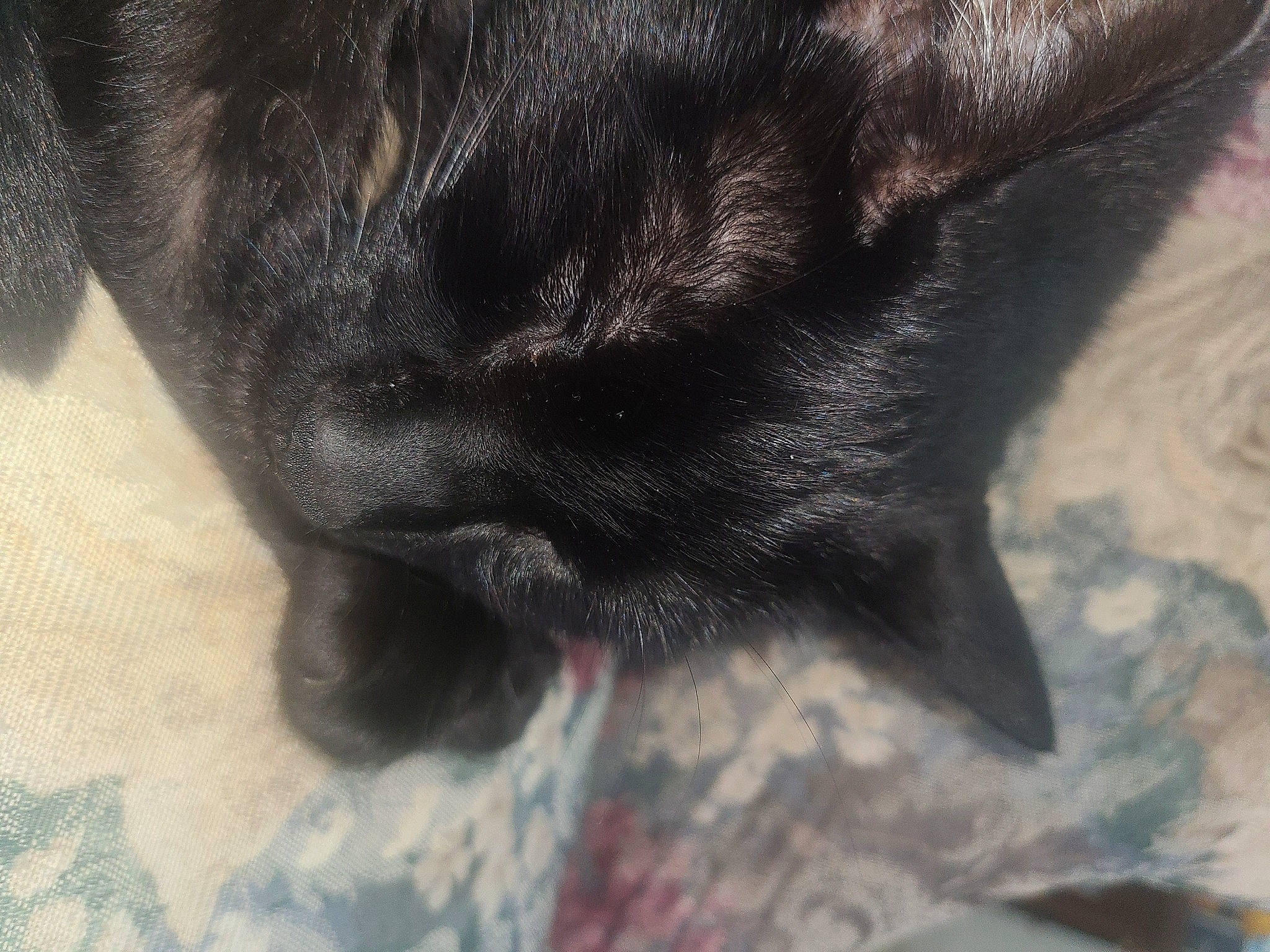 Judah joined the competition — help win amazing prizes! black_cat, canidae, carnivore, cat, claw, dog_breed, domestic_short_haired_cat, eye, felidae, foot, fur, head, human_body, paw, small_to_medium_sized_cats, snout, sporting_group, tail, terrestrial_animal, whiskers