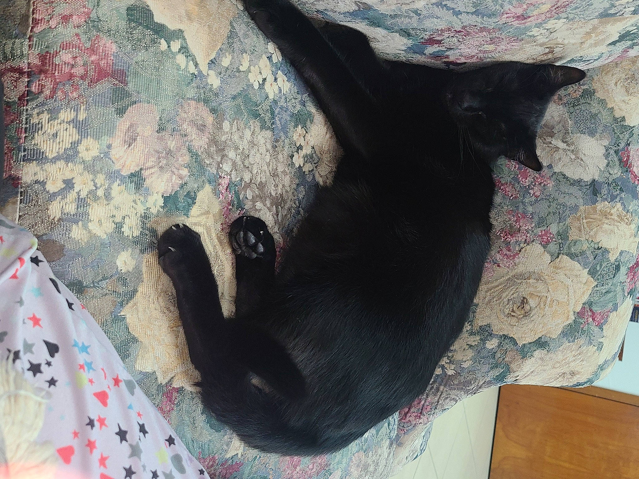 Judah joined the competition — help win amazing prizes! carmine, carnivore, comfort, companion_dog, creative_arts, dog, dog_breed, fashion_accessory, felidae, fur, linens, pattern, personal_protective_equipment, small_to_medium_sized_cats, tail, terrestrial_animal, visual_arts, whiskers, working_animal