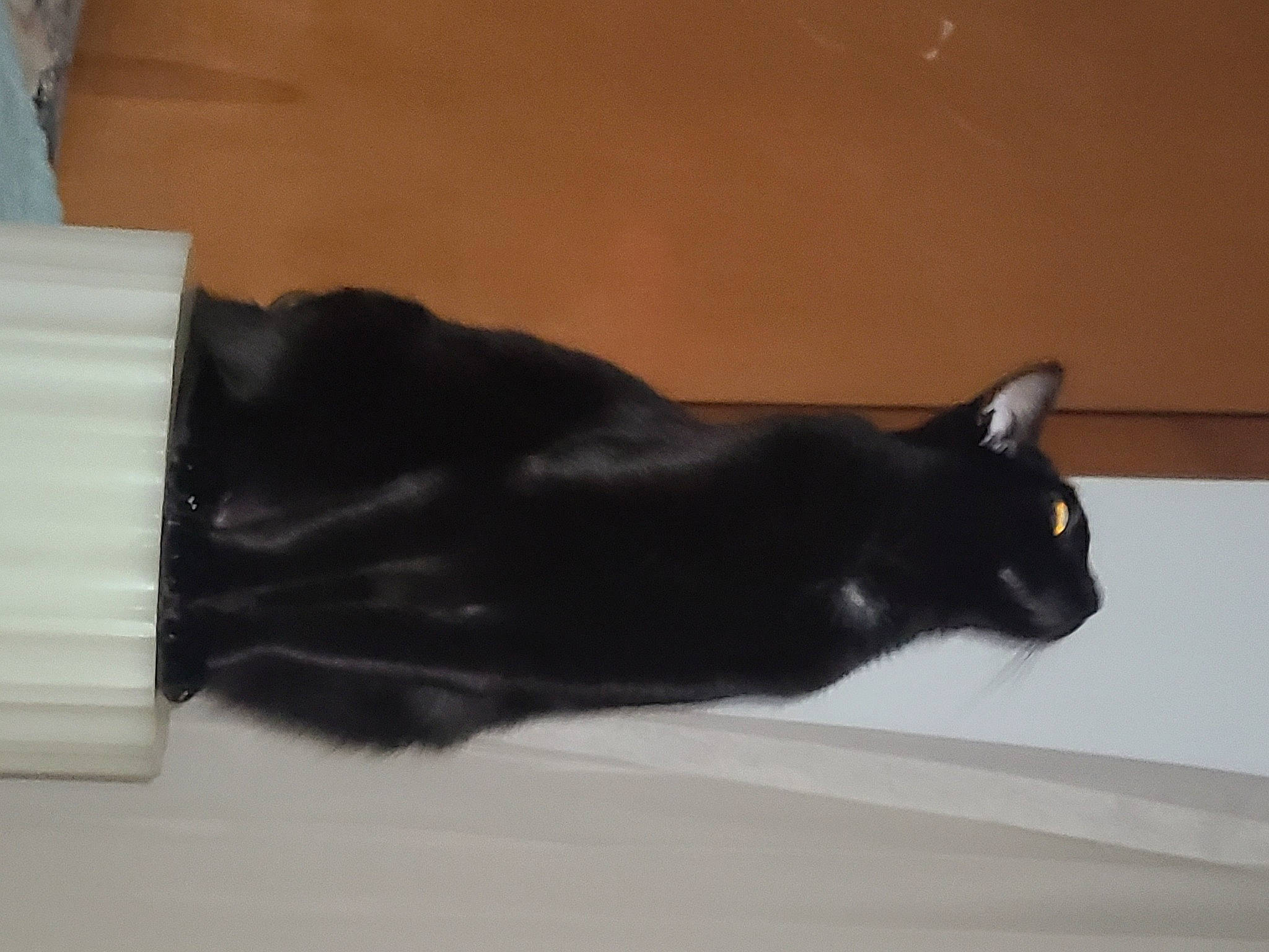 Judah joined the competition — help win amazing prizes! black_cat, bombay, carnivore, cat, domestic_short_haired_cat, felidae, flooring, fur, shadow, small_to_medium_sized_cats, tail, terrestrial_animal, whiskers, wood