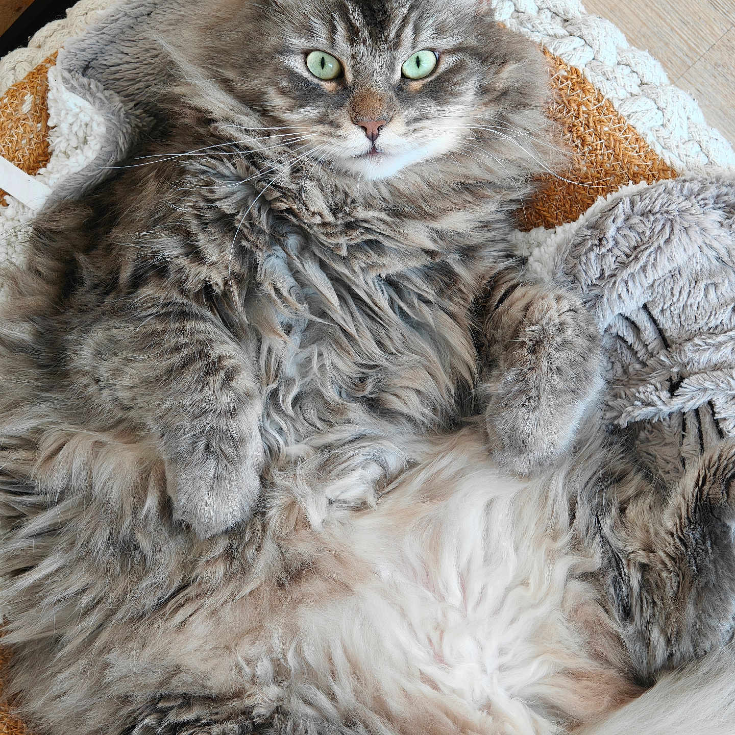 Sirius participe au concours pour gagner de l'argent avec cette photo : animal, cat, cozy, cute, domestic, feline, fluffy, fur, green_eyes, indoor, knitted_blanket, long_hair, paws, pet, relaxed, resting, sleepy, soft_texture, tabby, whiskers