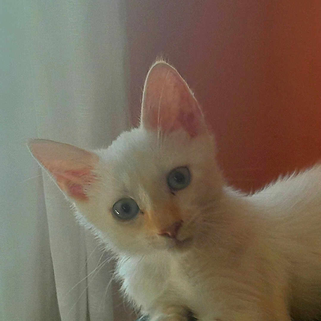 Ruby a rejoint le concours — aidez-le/la à gagner de superbes lots ! animal, blue_eyes, cat, close_up, cozy, curious, cute, domestic_cat, feline, fur, indoor, kitten, looking_at_camera, pet, portrait, relaxed, soft_light, whiskers, white_fur, young