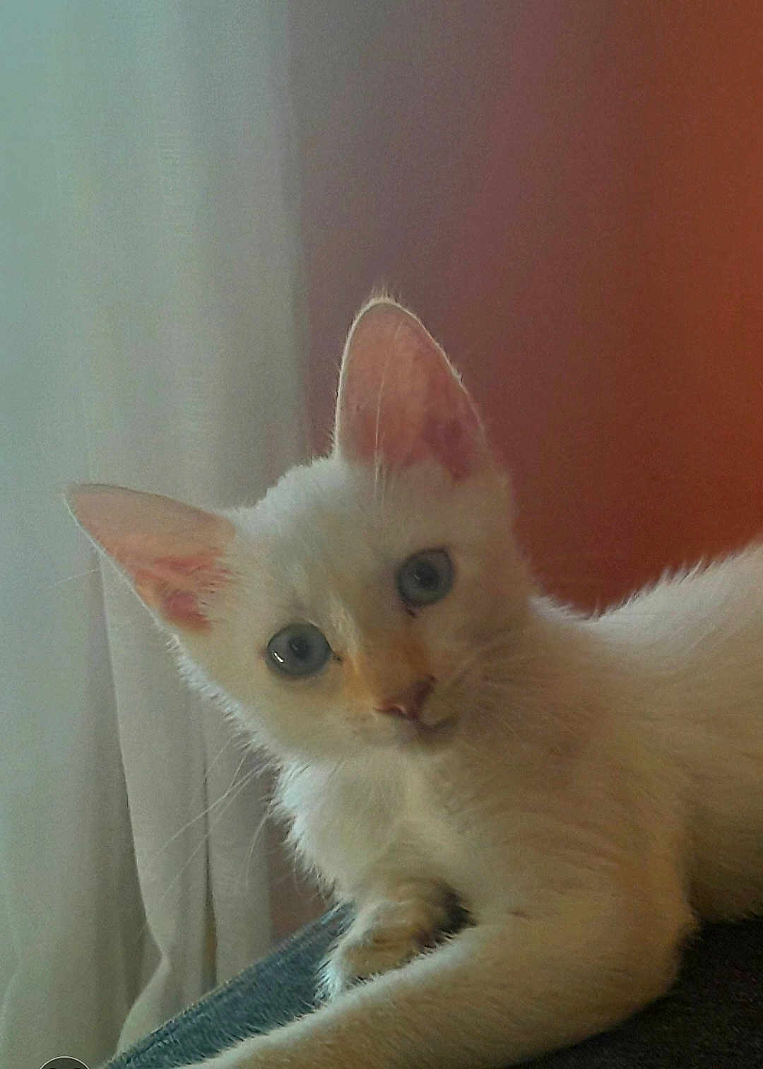 Ruby a rejoint le concours — aidez-le/la à gagner de superbes lots ! kitten, cat, white_fur, blue_eyes, pet, animal, curious, indoor, soft_light, close_up, fur, whiskers, cute, young, portrait, looking_at_camera, relaxed, domestic_cat, feline, cozy