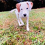 puppy, dog, white_dog, brown_ears, grass, field, autumn, trees, nature, outdoor, young_dog, pet, animal, walking, cute, curious, canine, mammal, playful, daylight