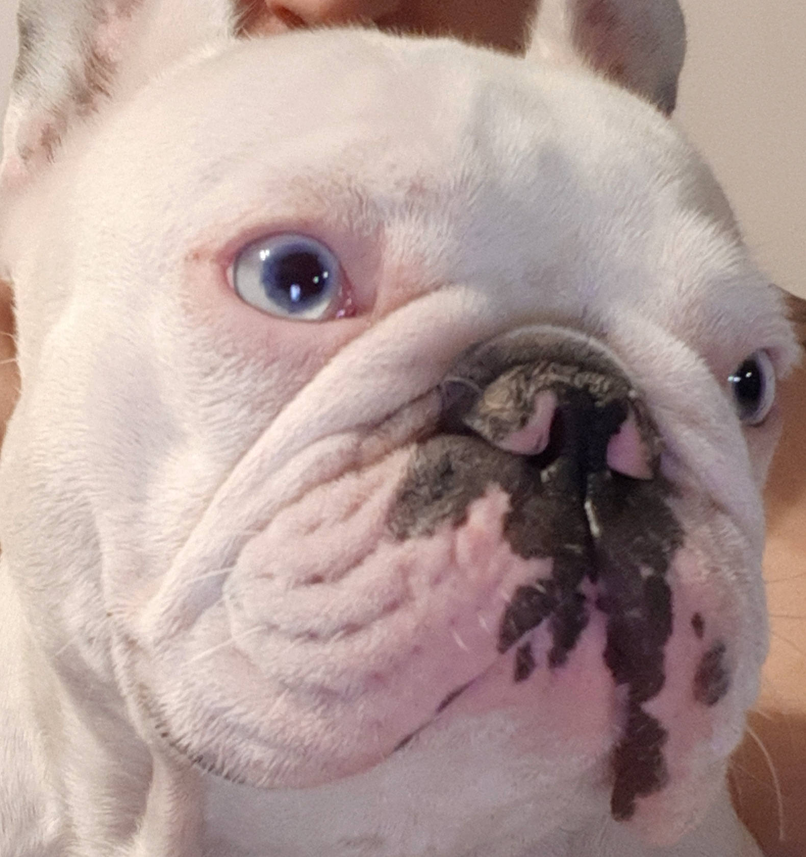 Bulma a rejoint le concours — aidez-le/la à gagner de superbes lots ! bulldog, canidae, carnivore, close_up, companion_dog, dog, dog_breed, ear, fawn, fur, jaw, mammal, snout, sporting_group, terrestrial_animal, vertebrate, whiskers, white_english_bulldog, working_animal, wrinkle