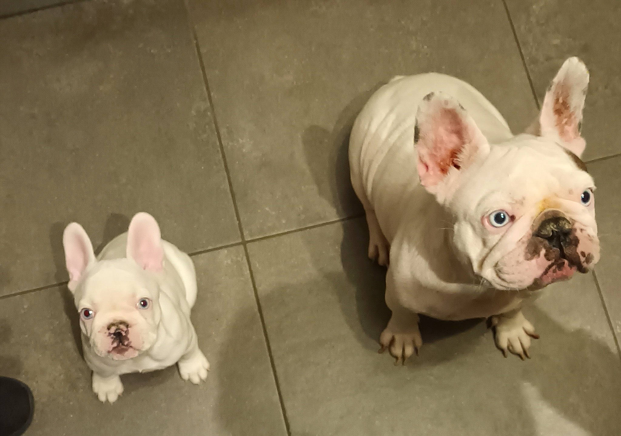 Bulma participe au concours pour gagner de l'argent avec cette photo : bulldog, canidae, carnivore, companion_dog, dog, dog_breed, ear, fawn, flooring, fur, green, pet_supply, pink, skin, snout, sporting_group, tail, terrestrial_animal, toy_dog, white