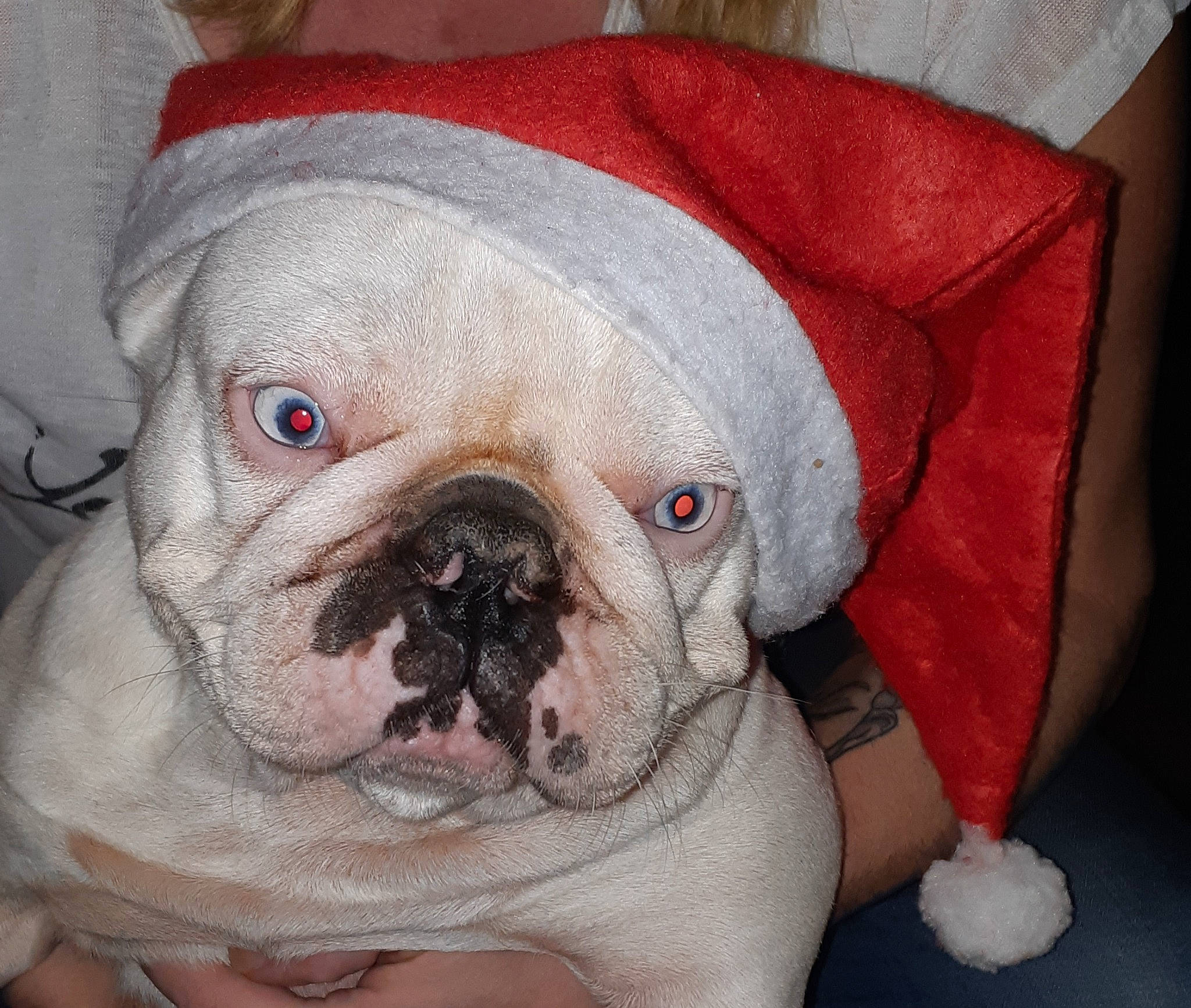 Bulma a rejoint le concours — aidez-le/la à gagner de superbes lots ! bulldog, canidae, carnivore, comfort, companion_dog, dog, dog_breed, ear, fawn, fur, non_sporting_group, nose, pet_supply, snout, sporting_group, terrestrial_animal, toy_dog, whiskers, working_animal, wrinkle