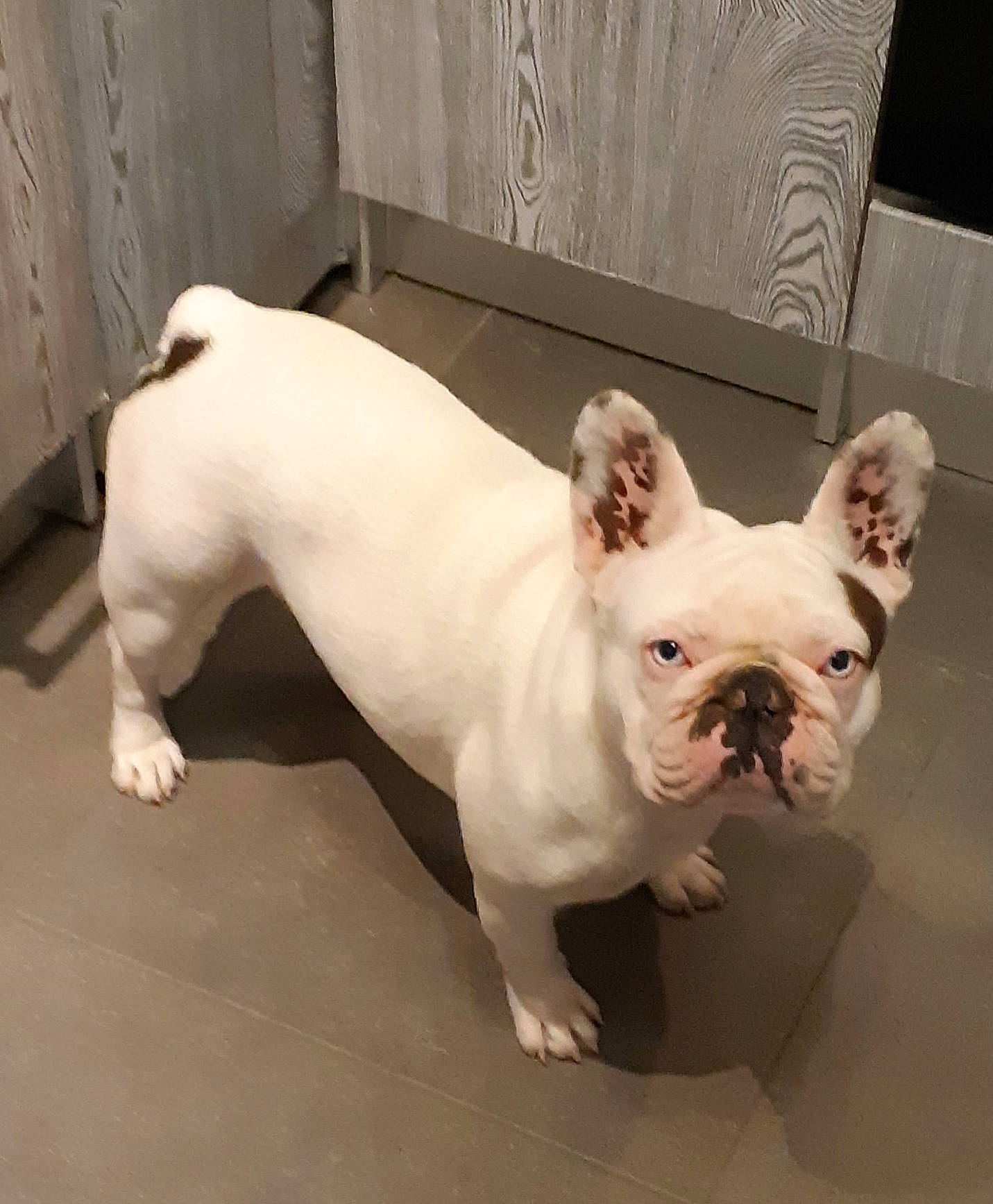 Bulma participe au concours pour gagner de l'argent avec cette photo : bulldog, canidae, carnivore, comfort, companion_dog, dog, dog_breed, ear, fawn, flooring, human_body, non_sporting_group, plant, snout, sporting_group, terrestrial_animal, toy_dog, whiskers, working_animal, wrinkle