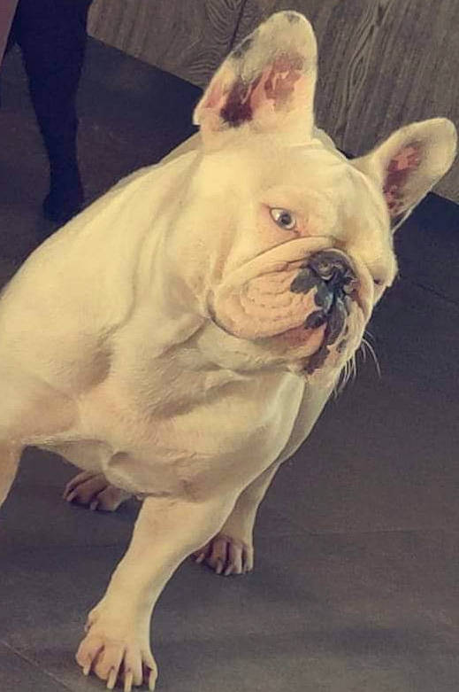 Bulma participe au concours pour gagner de l'argent avec cette photo : ancient_dog_breeds, bulldog, carnivore, companion_dog, dog, dog_breed, ear, fawn, flooring, fur, molosser, natural_material, non_sporting_group, snout, terrestrial_animal, toy_dog, whiskers, working_animal, wrinkle