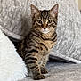 Ralphy is registered to the contest to win money with this photo: animal, cat, cozy, cushion, cute, ears, eyes, feline, fur, indoor, kitten, pet, pillow, sitting, soft, striped, tabby, texture, whiskers, young