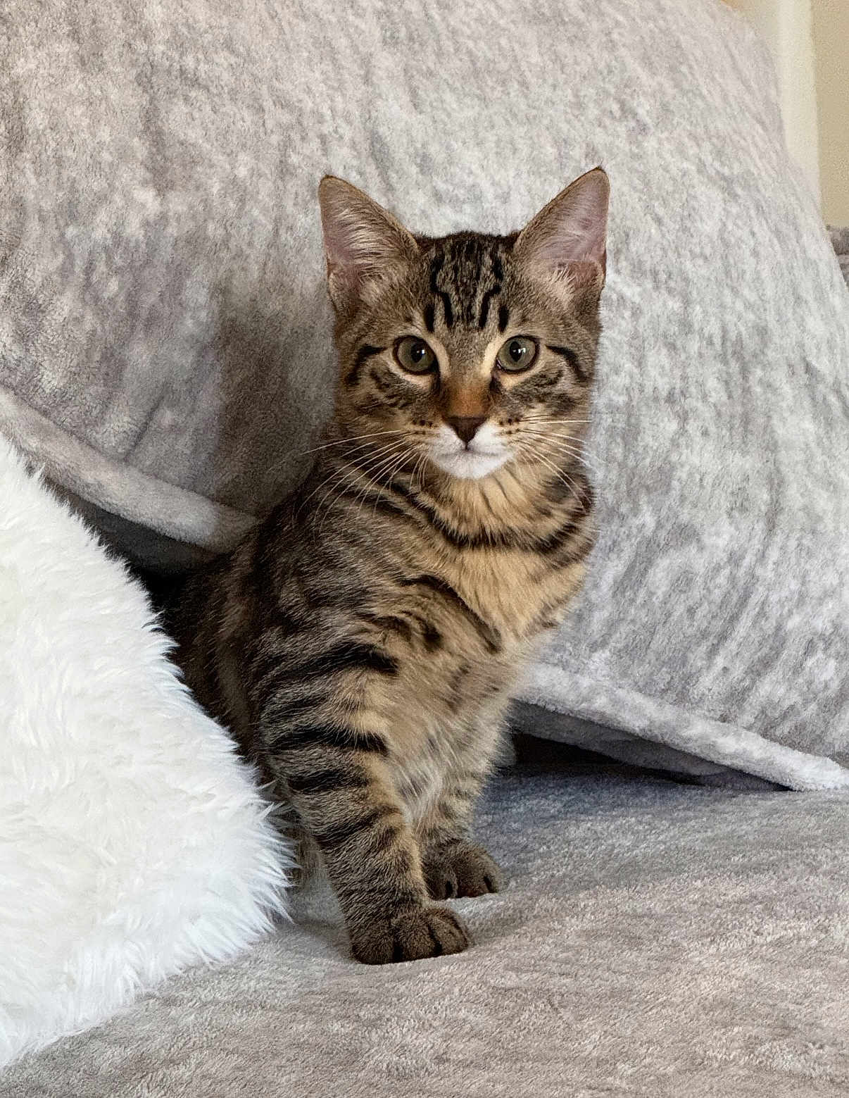 Ralphy is registered to the contest to win money with this photo: animal, cat, cozy, cushion, cute, ears, eyes, feline, fur, indoor, kitten, pet, pillow, sitting, soft, striped, tabby, texture, whiskers, young