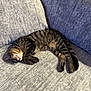 Ralphy is registered to the contest to win money with this photo: animal, cat, comfort, couch, cozy, cute, domestic, feline, fur, home, indoor, napping, pet, quiet, relaxing, resting, sleeping, soft, striped, tabby