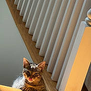 Ralphy is registered to the contest to win money with this photo: animal, banister, cat, cozy, cute, daylight, feline, home, indoor, kitten, pet, playful, resting, shadow, stairs, sunlight, tabby, tongue_out, wood, young_cat