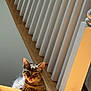 animal, banister, cat, cozy, cute, daylight, feline, home, indoor, kitten, pet, playful, resting, shadow, stairs, sunlight, tabby, tongue_out, wood, young_cat