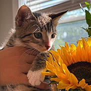 Winnie joined the competition — help win amazing prizes! animal, bright, cat, closeup, curious, feline, flower, green, hand, indoor, kitten, nature, paw, pet, soft_light, sunflower, sunlight, whiskers, window, yellow