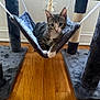 Winnie is registered to the contest to win money with this photo: cat, cat_tree, cozy, curious, ears, feline, fur, hammock, home, indoor, kitten, paws, pet, play_structure, resting, rope, tabby, whiskers, wooden_floor, young_cat