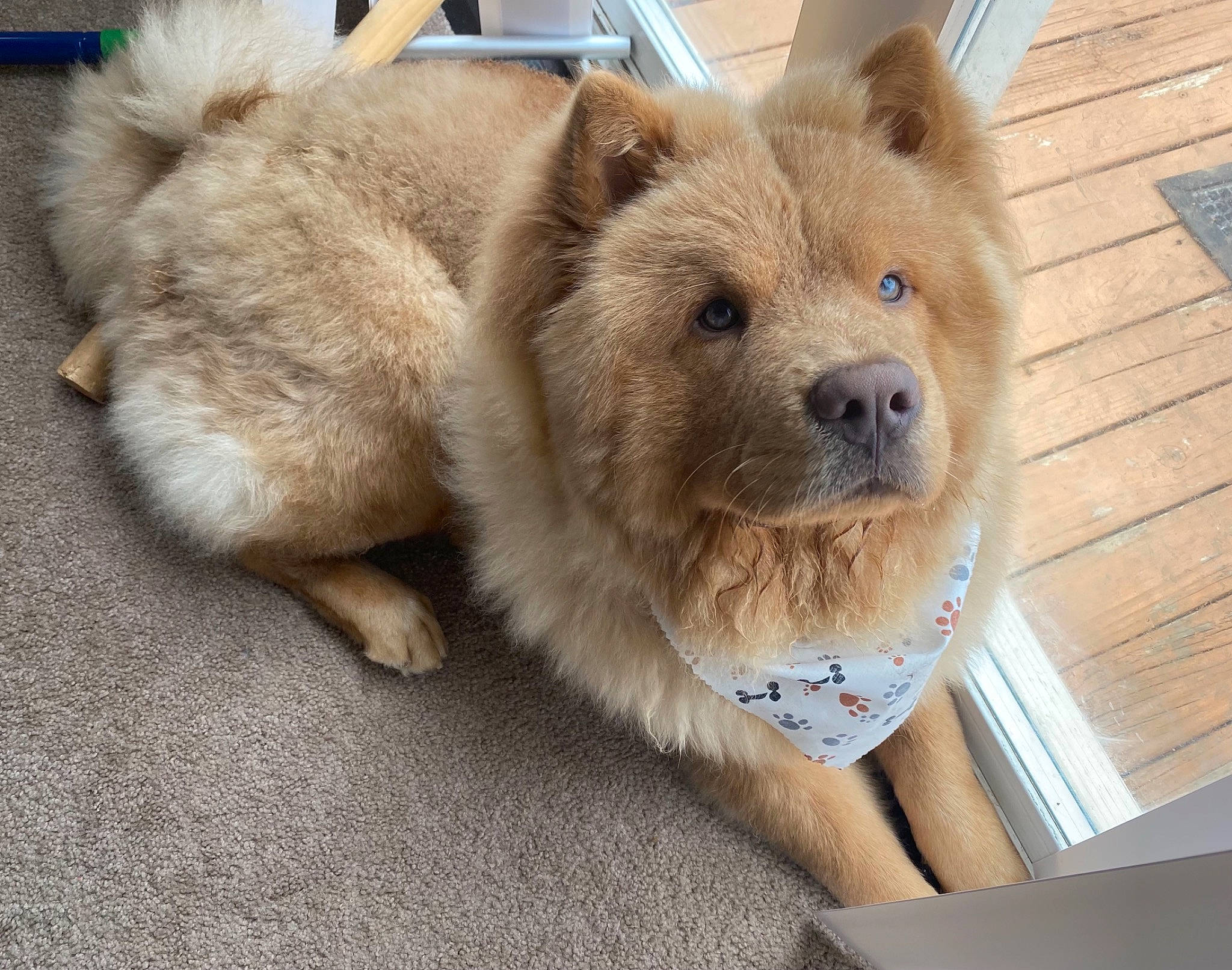 Aslan is registered to the contest to win money with this photo: ancient_dog_breeds, canidae, carnivore, chow_chow, collar, companion_dog, dog, dog_breed, fawn, fur, liver, non_sporting_group, puppy, sporting_group, terrestrial_animal, whiskers, working_animal