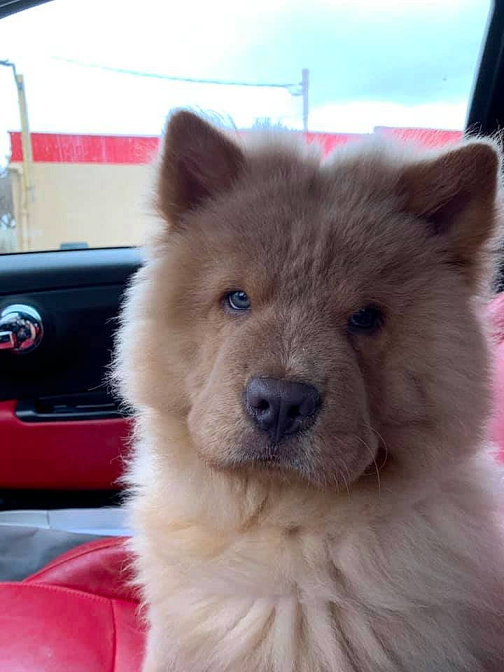 Aslan is registered to the contest to win money with this photo: canidae, car, carnivore, companion_dog, dog, dog_breed, fawn, fur, german_spitz_klein, german_spitz_mittel, giant_dog_breed, hood, sky, snout, spitz, sporting_group, vehicle, volpino_italiano, whiskers, working_animal