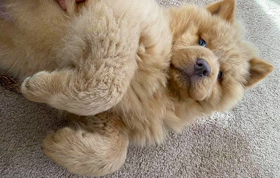 Aslan joined the competition — help win amazing prizes! canidae, carnivore, claw, companion_dog, dog, dog_breed, fawn, felidae, foot, fur, paw, plush, puppy, snout, sporting_group, stuffed_toy, tail, terrestrial_animal, toy, whiskers