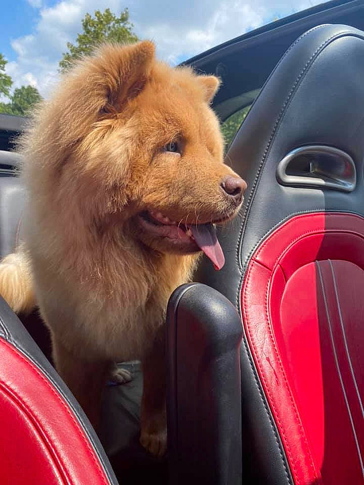 Aslan is registered to the contest to win money with this photo: automotive_design, automotive_exterior, automotive_lighting, automotive_mirror, car, carnivore, cloud, companion_dog, dog, dog_breed, hood, mode_of_transport, motor_vehicle, sky, spitz, steering_wheel, tints_and_shades, vehicle, vehicle_door, windscreen_wiper