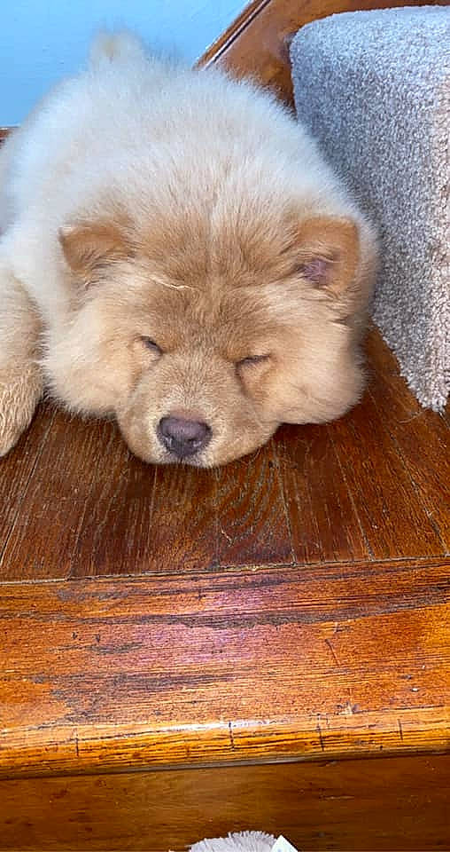 Aslan is registered to the contest to win money with this photo: canidae, carnivore, companion_dog, dog, dog_breed, fawn, flooring, fur, german_spitz_mittel, hardwood, liver, plank, spitz, sporting_group, terrestrial_animal, varnish, whiskers, wood, wood_stain, working_animal