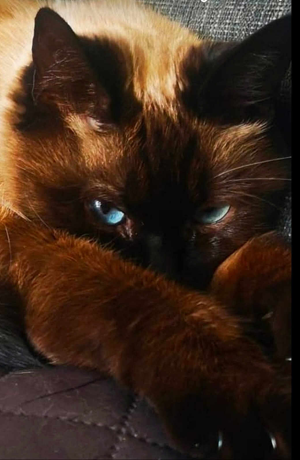 Mya a rejoint le concours — aidez-le/la à gagner de superbes lots ! cat, blue_eyes, brown_fur, close_up, pet, animal, whiskers, paw, feline, cute, domestic_cat, sleeping, resting, portrait, mammal, indoor, soft_fur, claws, face, relaxed