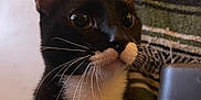 Gideon joined the competition — help win amazing prizes! cat, tuxedo_cat, black_and_white, whiskers, close_up, pet, animal, feline, curious, indoor, striped_blanket, fur, portrait, wide_eyes, sitting, cute, domestic_cat, alert, soft_light, background
