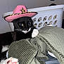 cat, tuxedo_cat, pink_hat, cowboy_hat, leopard_print, laundry_basket, corduroy, green_fabric, black_and_white_cat, indoor, pet, whiskers, claw, paw, vinyl_records, wall, cute, playful, animal, feline