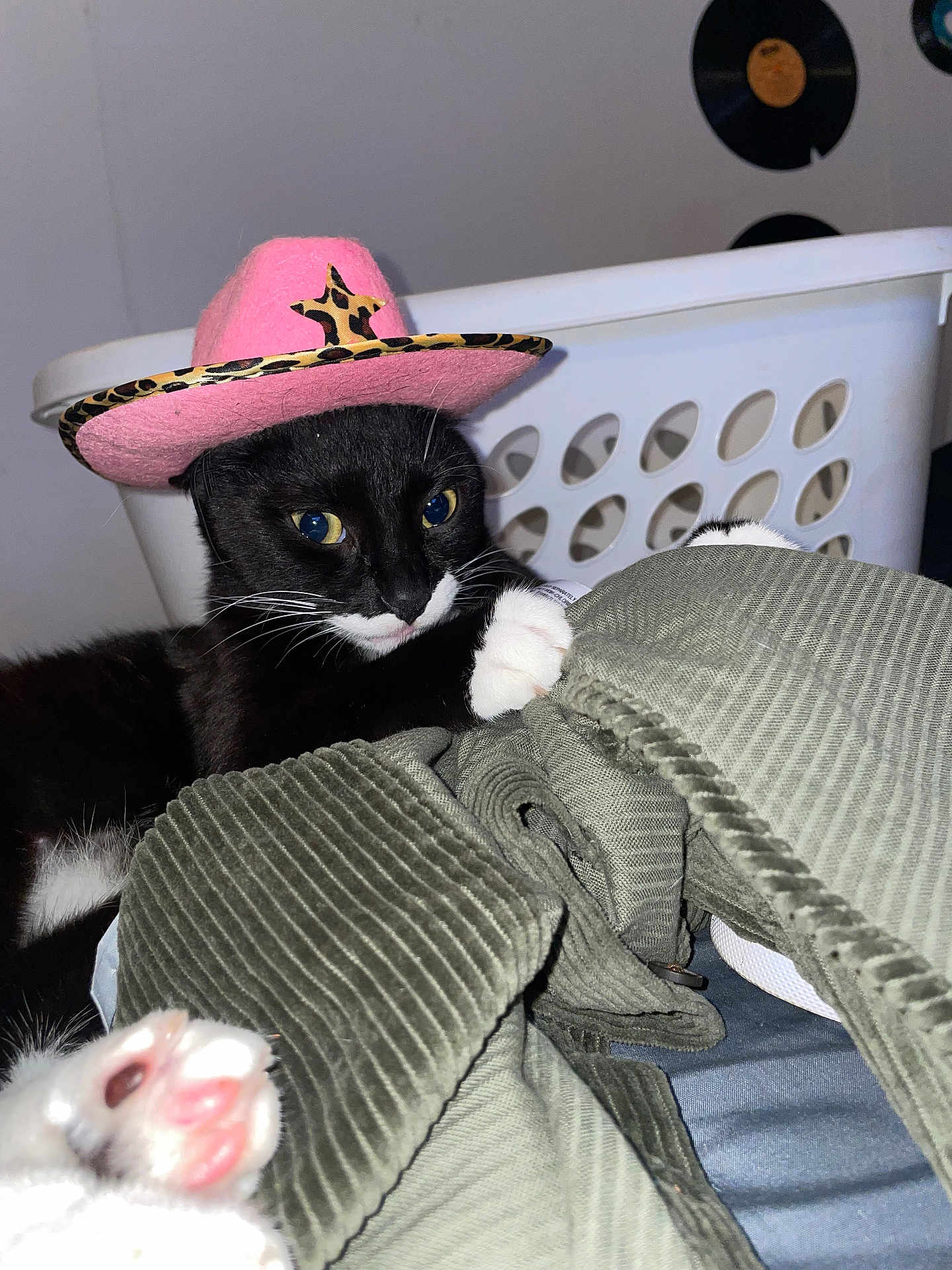 Gideon is registered to the contest to win money with this photo: cat, tuxedo_cat, pink_hat, cowboy_hat, leopard_print, laundry_basket, corduroy, green_fabric, black_and_white_cat, indoor, pet, whiskers, claw, paw, vinyl_records, wall, cute, playful, animal, feline