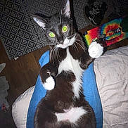 Gideon joined the competition — help win amazing prizes! cat, tuxedo_cat, indoor, lap, person, jeans, flash, green_eyes, skateboard, shoes, wood_floor, rug, bed, white_paws, black_fur, relaxed, pet, whiskers, looking_up, cozy