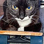 Gideon joined the competition — help win amazing prizes! cat, tuxedo_cat, skateboard, yellow_eyes, whiskers, black_fur, white_fur, indoor, carpet, closeup, pet, animal, cute, feline, resting, front_paws, focused, domestic_cat, funny, portrait