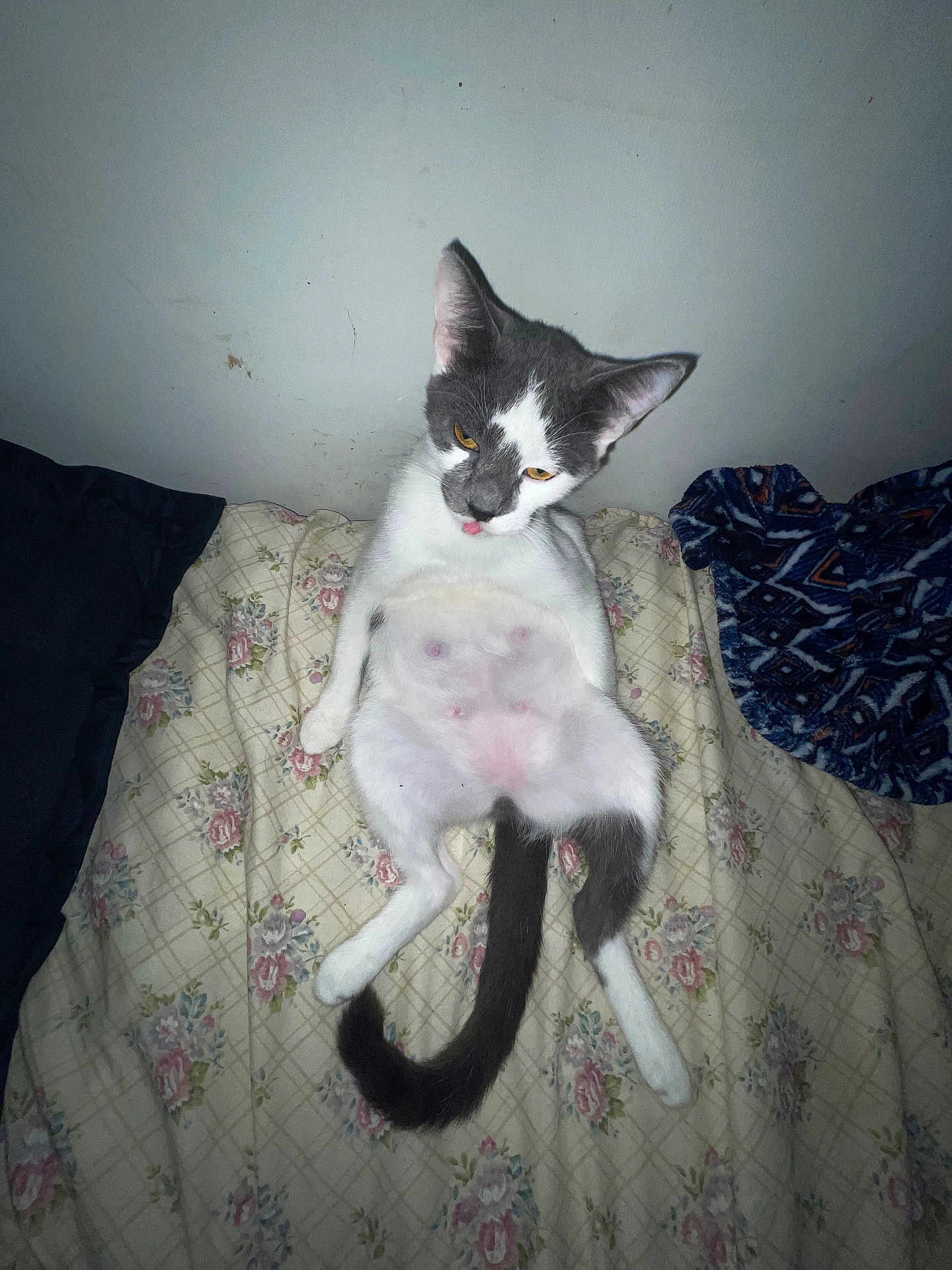 Miss Jessie