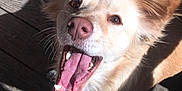 Diamond joined the competition — help win amazing prizes! dog, canine, pet, animal, mouth_open, tongue_out, happy, ears, fur, sunlight, shadow, wooden_floor, closeup, brown_eyes, nose, whiskers, teeth, daylight, outdoor, playful