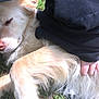 Diamond is registered to the contest to win money with this photo: dog, pet, animal, grass, outdoor, light_fur, fluffy, resting, relaxed, hand, human, petting, nature, sunlight, closeup, fur, canine, companion, casual_clothing, gentle_touch