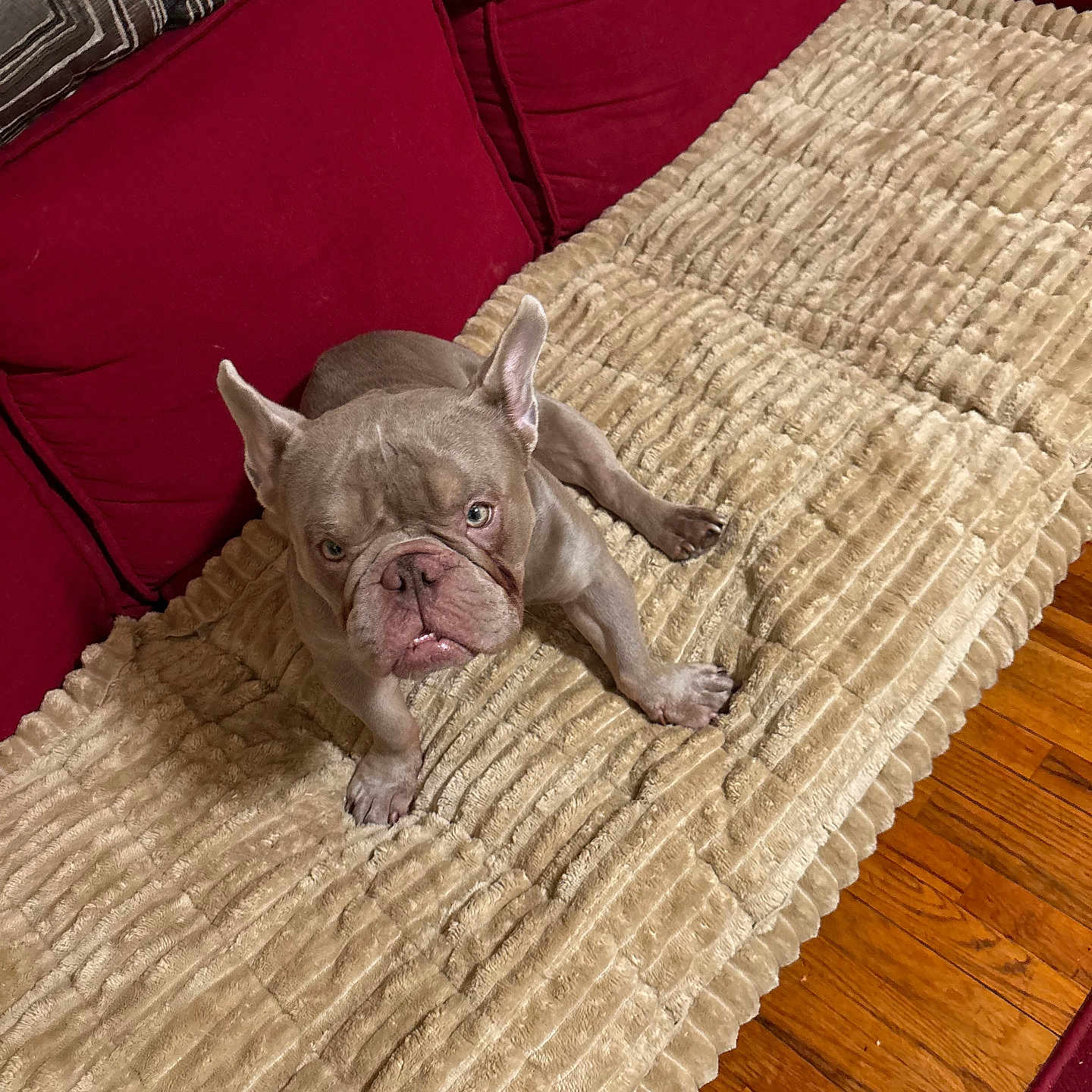 Draco