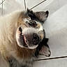 dog, smiling, lying_down, fluffy, ears, teeth, tongue, closeup, tile_floor, pet, happy, canine, fur, playful, domestic_animal, animal, indoor, face, portrait, cute