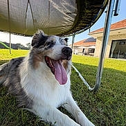 Talya a rejoint le concours — aidez-le/la à gagner de superbes lots ! dog, grass, trampoline, tongue_out, happy, outdoor, sunny, house, solar_panels, fence, pet, canine, shade, yard, daylight, resting, animal, playful, summer, domestic