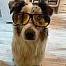 Talya a rejoint le concours — aidez-le/la à gagner de superbes lots ! dog, sunglasses, indoor, floor, furniture, pet, animal, closeup, portrait, yellow_lens, ears, fur, looking, expression, home, cozy, light, wooden_floor, cabinet, shelving