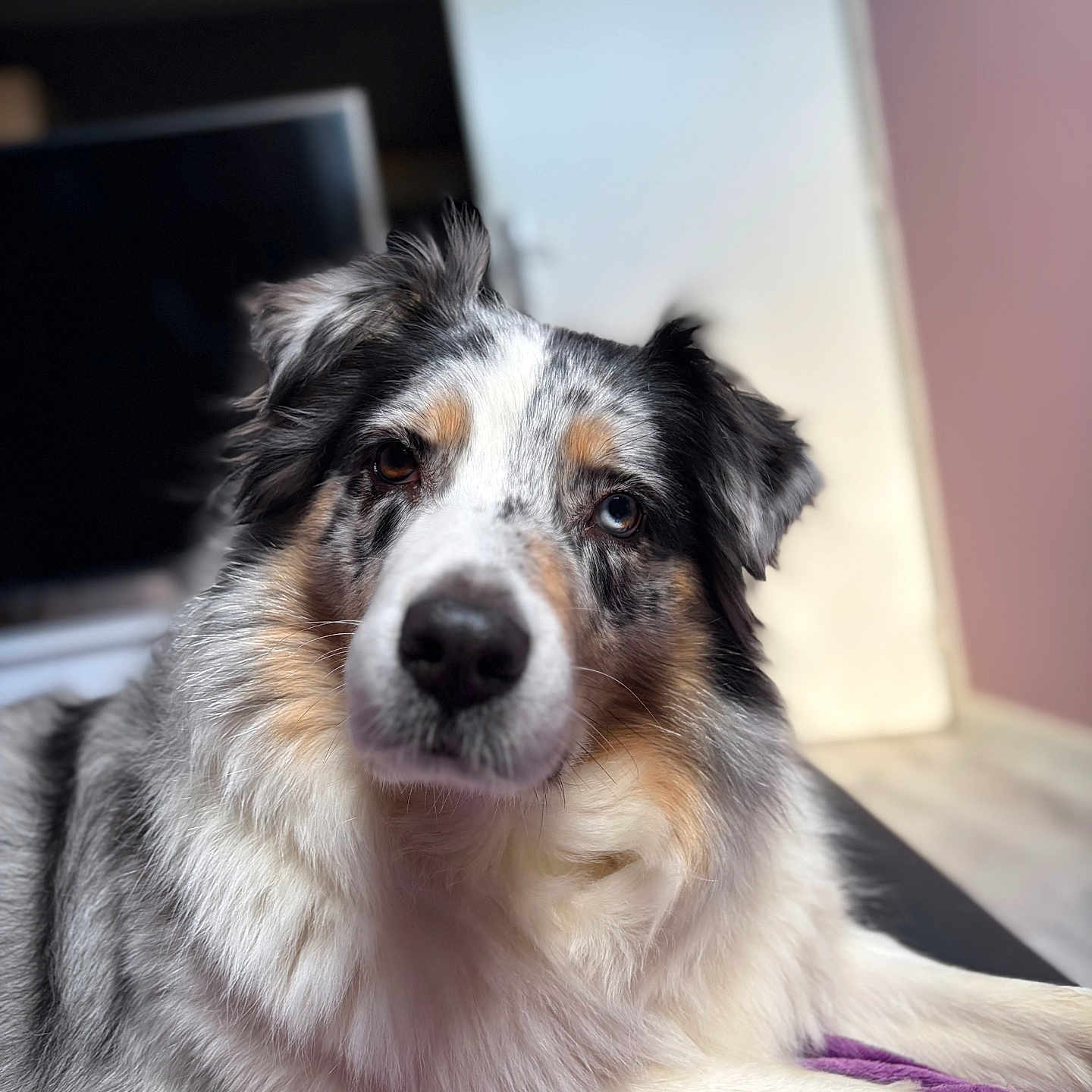Talya a rejoint le concours — aidez-le/la à gagner de superbes lots ! dog, australian_shepherd, heterochromia, pet, animal, indoor, portrait, fur, canine, laying, purple_blanket, close_up, curious, eyes, black_nose, fluffy, white_fur, gray_fur, brown_fur, relaxed