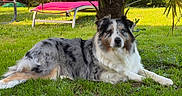 Talya a rejoint le concours — aidez-le/la à gagner de superbes lots ! dog, australian_shepherd, grass, lawn, tree, palm_tree, outdoor, pet, animal, relaxing, sunlight, greenery, nature, garden, canine, fur, laying_down, summer, daylight, leisure