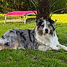 dog, australian_shepherd, grass, lawn, tree, palm_tree, outdoor, pet, animal, relaxing, sunlight, greenery, nature, garden, canine, fur, laying_down, summer, daylight, leisure