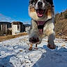 dog, snow, jumping, outdoor, blue_sky, happy, playful, winter, canine, fur, nature, daylight, animal, running, landscape, snowy_ground, excited, leaping, buildings, harness