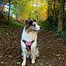 Talya participe au concours pour gagner de l'argent avec cette photo : dog, forest, path, leaves, trees, nature, outdoor, sunlight, harness, pet, animal, autumn, walking_path, canine, sitting, fur, greenery, woods, daylight, scenery