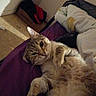 cat, tabby, pet, animal, lying_down, belly_up, relaxed, funny, portrait, close_up, bed, blanket, pillow, bedroom, indoor, cozy, fur, whiskers, paws, sleeping