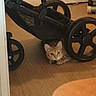 Perle a rejoint le concours — aidez-le/la à gagner de superbes lots ! cat, kitten, feline, golden_fur, tabby, animal, pet, face, eyes, ears, paws, crouching, hiding, indoors, stroller, wheels, wood_floor, furniture, home, portrait