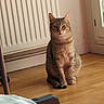 Clochette a rejoint le concours — aidez-le/la à gagner de superbes lots ! cat, tabby_cat, pet, animal, sitting, indoors, wooden_floor, radiator, chair, chair_wheel, blanket, home, room, window, sunlight, portrait, upright, fur, whiskers, serious_expression