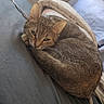 Clochette participe au concours pour gagner de l'argent avec cette photo : cat, tabby, feline, pet, sleeping, curled_up, bed, blanket, bedroom, indoors, cozy, relaxed, lying_down, fur, whiskers, ears, green_eyes, animal_portrait, daylight, home
