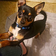 Rico joined the competition — help win amazing prizes! animal, black_and_tan, canine, collar, companion, curious, cute, dog, domestic, ears, floor, friendly, indoor, looking_up, person_leg, pet, puppy, small_dog, tile_floor, towel