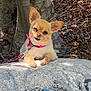 animal, canine, closeup, cute, dog, expression, forest_floor, fur, leash, leaves, nature, outdoor, pet, pink_collar, resting, rock, shade, small_dog, sunlight, tree_trunk